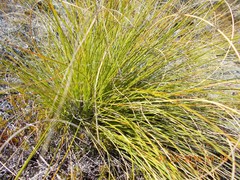 Chionochloa rigida rigida