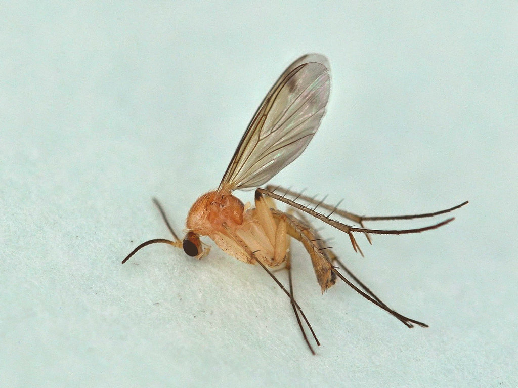 Leia subfasciata