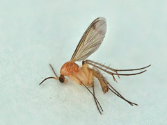 Leia subfasciata