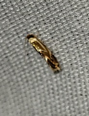 Philonome clemensella