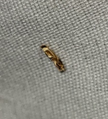 Philonome clemensella