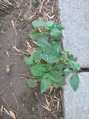 Tracheophyta