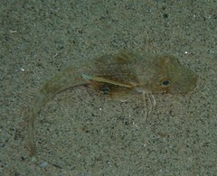 Chelidonichthys lucerna