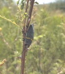 Hippomelas planicauda