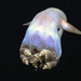 Dumbo Octopuses - Photo NOAA Okeanos Explorer, no known copyright restrictions (public domain)