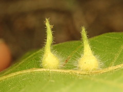 Caryomyia ansericollum