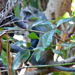 Cercopithecus mitis albogularis