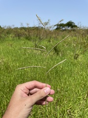 Paspalum millegranum