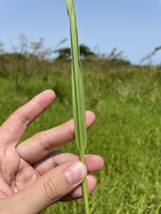 Paspalum millegranum