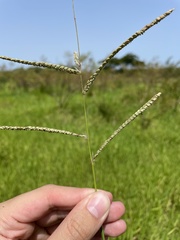 Paspalum millegranum