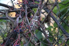 Hylocichla mustelina