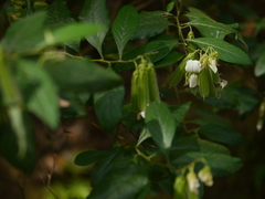 Crotalaria heyneana