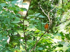 Erithacus rubecula