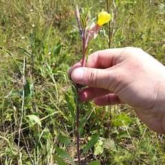 Oenothera coloratissima
