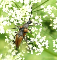 Pedostrangalia pubescens