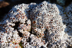 Lecanora epibryon