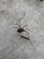 Leptobunus
