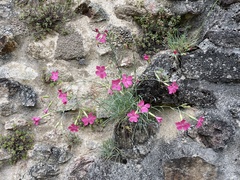 Dianthus caryophyllus