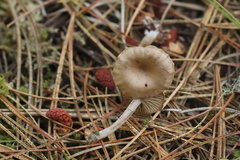 Pseudolaccaria pachyphylla
