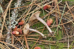 Pseudolaccaria pachyphylla