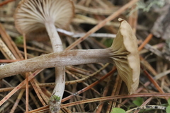 Pseudolaccaria pachyphylla