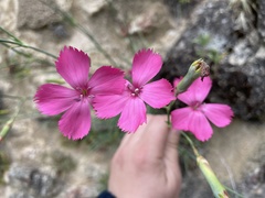 Dianthus caryophyllus