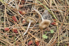 Pseudolaccaria pachyphylla