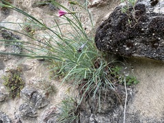 Dianthus caryophyllus