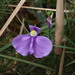 Utricularia geminiloba - Photo (c) Samuel Brinker,  זכויות יוצרים חלקיות (CC BY-NC), הועלה על ידי Samuel Brinker