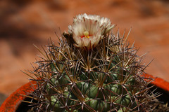 Coryphantha poselgeriana