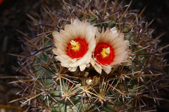 Coryphantha poselgeriana