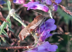 Cryptocala chardinyi