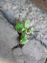 Tracheophyta