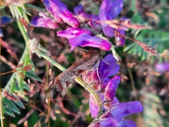 Cryptocala chardinyi