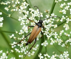 Pedostrangalia pubescens