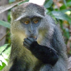 Cercopithecus mitis albogularis