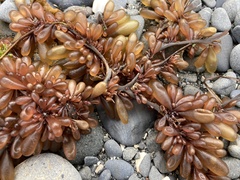 Botryocladia pseudodichotoma