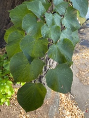 Tilia cordata