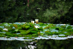 Nymphaea × marliacea
