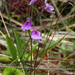Utricularia pubescens - Photo (c) Samuel Brinker, algunos derechos reservados (CC BY-NC), subido por Samuel Brinker