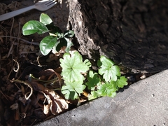 Tracheophyta
