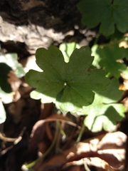 Tracheophyta