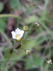 Linum catharticum