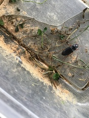 Harpalus pensylvanicus