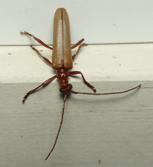 Centrodera decolorata