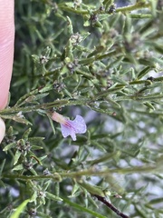 Amphithalea ericifolia