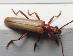 Centrodera decolorata