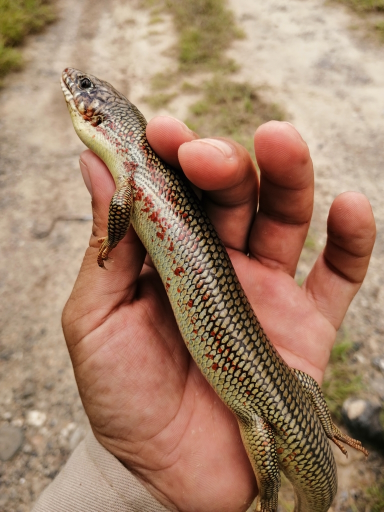 Great Plains Skink from 88412 Tamps., México on July 08, 2021 at 0132