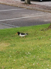 Haematopus ostralegus