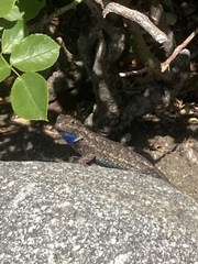 Sceloporus occidentalis